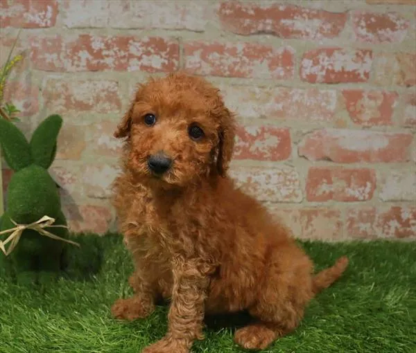 Male Mini Goldendoodle 2Nd Gen puppy named Dusty for sale at Waggles - Kendall.