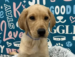Male Labrador Retriever puppy named Clover for sale at Waggles - Kendall.