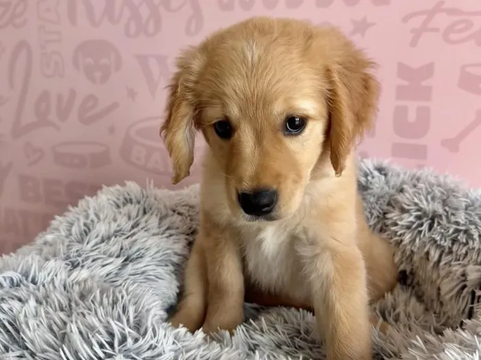 Female Golden Retriever puppy named Jessie for sale at Waggles - Kendall.