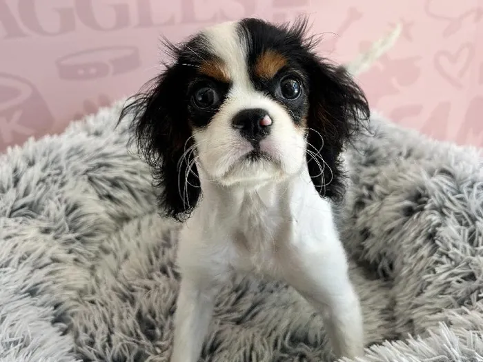 Female Cavalier King Charles Spaniel puppy named Cassie for sale at Waggles - Kendall.