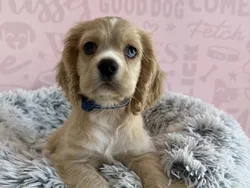 Male Cocker Spaniel puppy named Kitkat for sale at Waggles - Kendall.