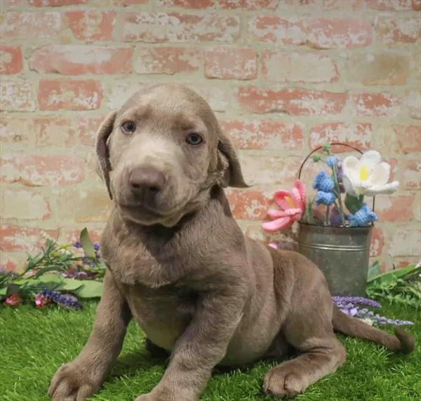 Female Labrador Retriever puppy named Willow for sale at Waggles - Kendall.
