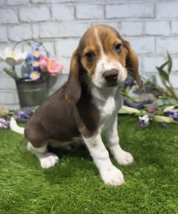 Male Beagle puppy named Brandy for sale at Waggles - Kendall.