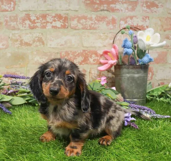 Male Dachshund puppy named Kylo for sale at Waggles - Kendall.