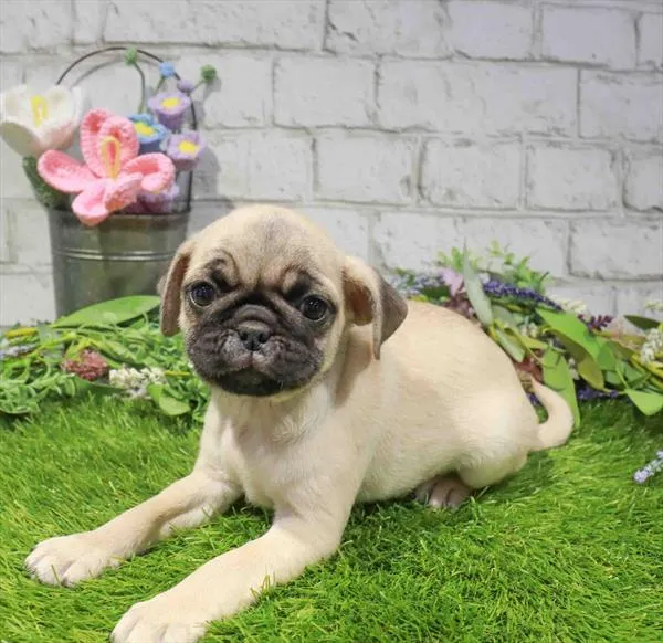 Male Pug puppy named Rex for sale at Waggles - Kendall.