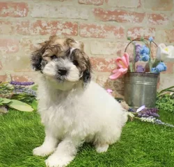 Male Maltipoo puppy named Snicker for sale at Waggles - Kendall.