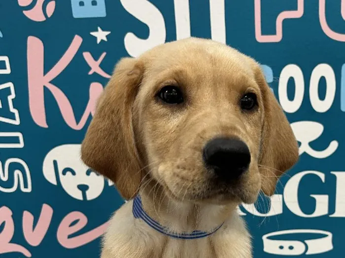Male Labrador Retriever puppy named Clover for sale at Waggles - Kendall.