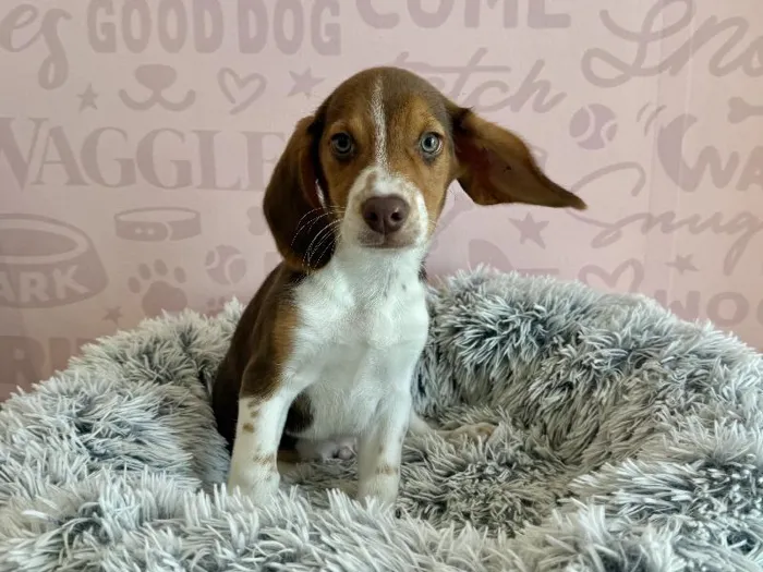 Male Beagle puppy named Brandy for sale at Waggles - Kendall.
