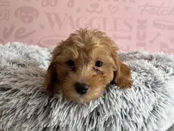Male Poodle puppy named Mars for sale at Waggles - Kendall.