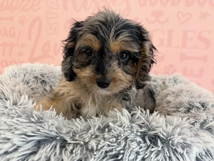 Female Cavapoo puppy named Bo Peep for sale at Waggles - Kendall.