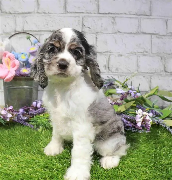 Female Cocker Spaniel puppy named Tefiti for sale at Waggles - Kendall.