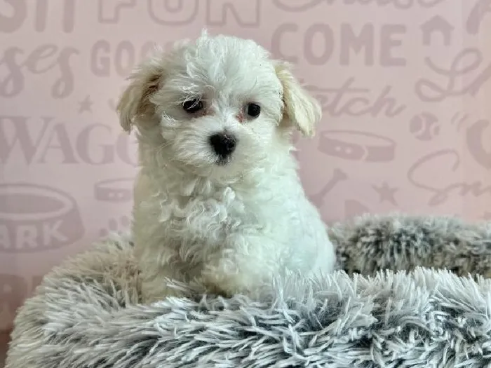 Female Maltese puppy named Margarita for sale at Waggles - Kendall.