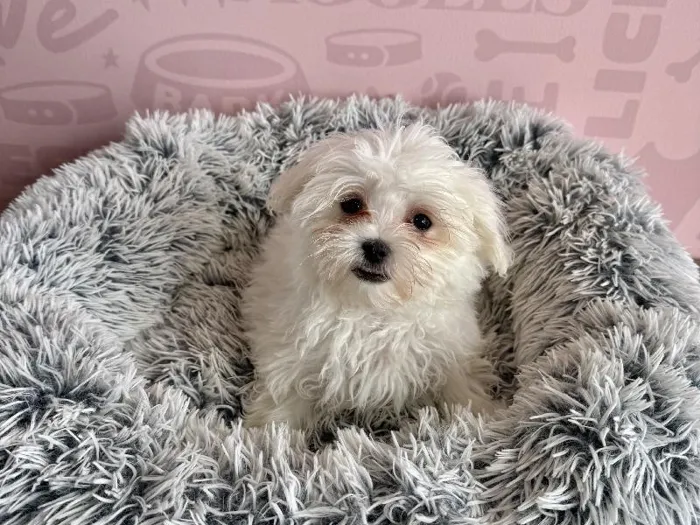 Male Maltese puppy named Buzz for sale at Waggles - Kendall.