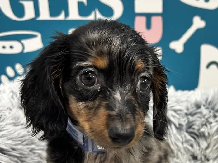Male Dachshund puppy named Kylo for sale at Waggles - Kendall.