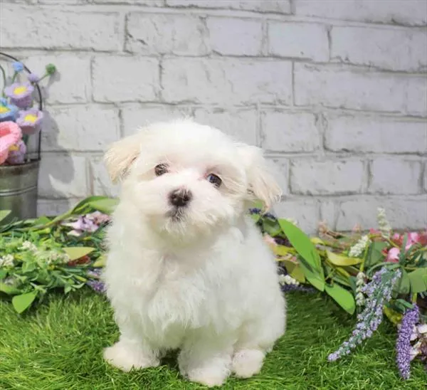 Female Maltese puppy named Margarita for sale at Waggles - Kendall.