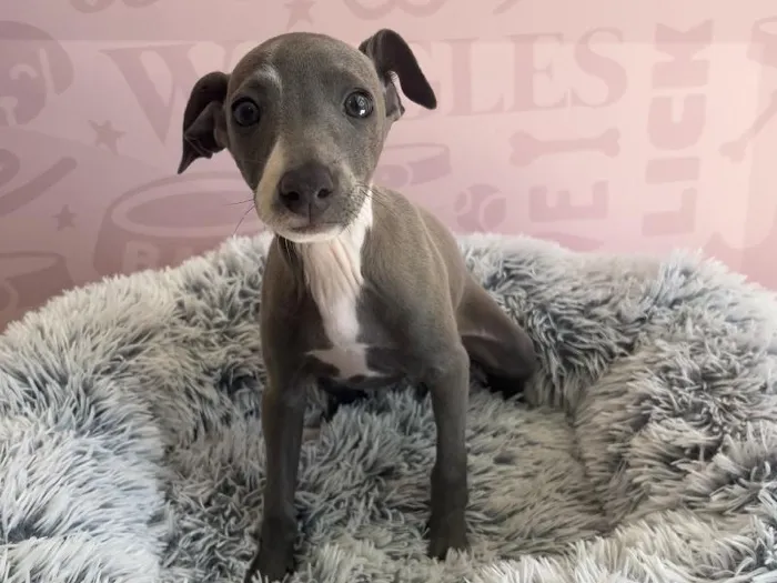 Female Italian Greyhound puppy named Bambi for sale at Waggles - Kendall.