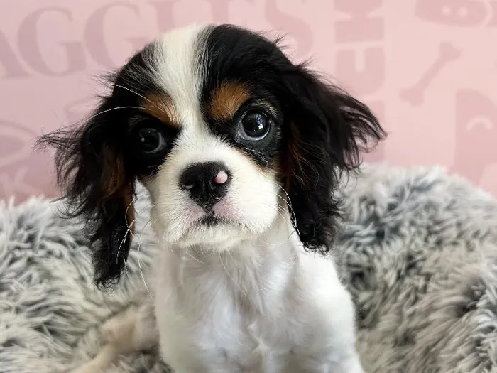 Female Cavalier King Charles Spaniel puppy named Cassie for sale at Waggles - Kendall.