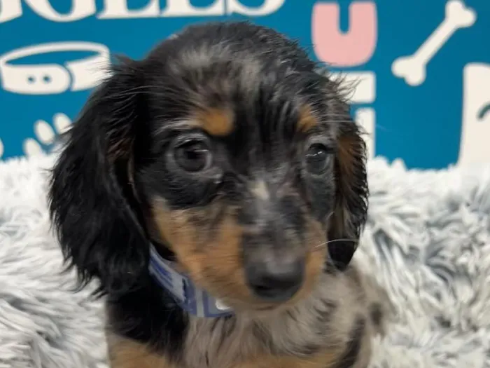 Male Dachshund puppy named Kylo for sale at Waggles - Kendall.