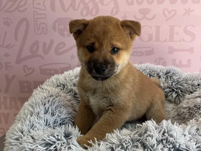 Male Shiba Inu puppy named Kenji for sale at Waggles - Kendall.