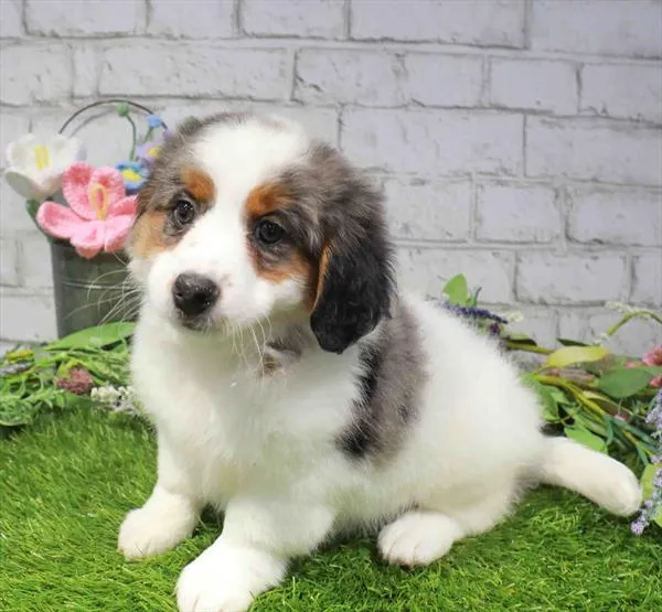 Female Mini Bernedoodle 2Nd Gen puppy named Tonic for sale at Waggles - Kendall.