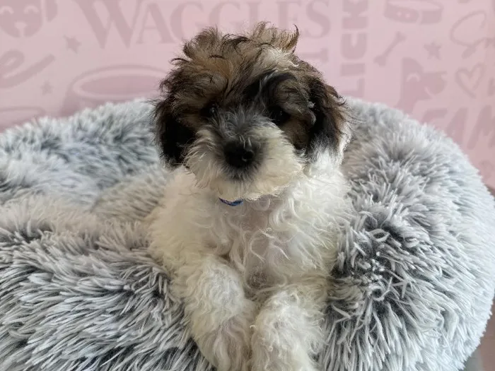 Male Maltipoo puppy named Snicker for sale at Waggles - Kendall.