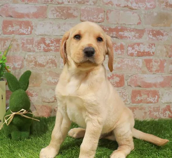 Male Labrador Retriever puppy named Clover for sale at Waggles - Kendall.