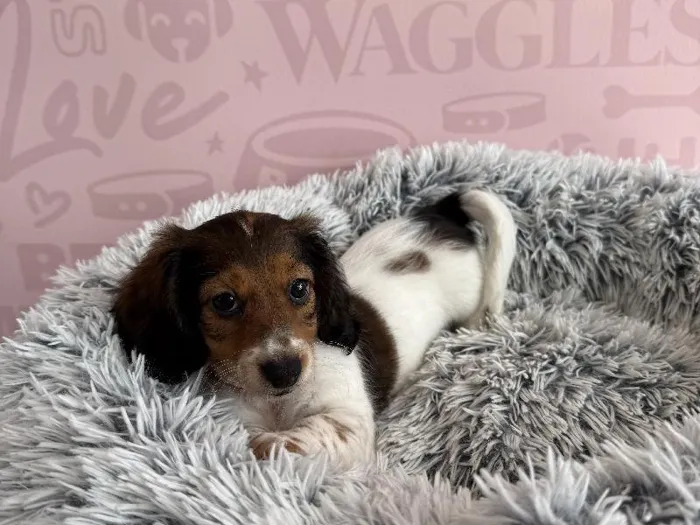 Female Dachshund puppy named Leiah for sale at Waggles - Kendall.