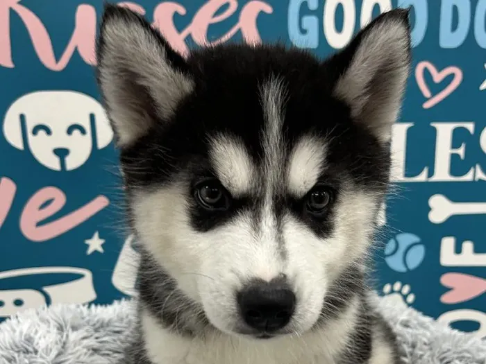 Male Siberian Husky puppy named Alaska for sale at Waggles - Kendall.