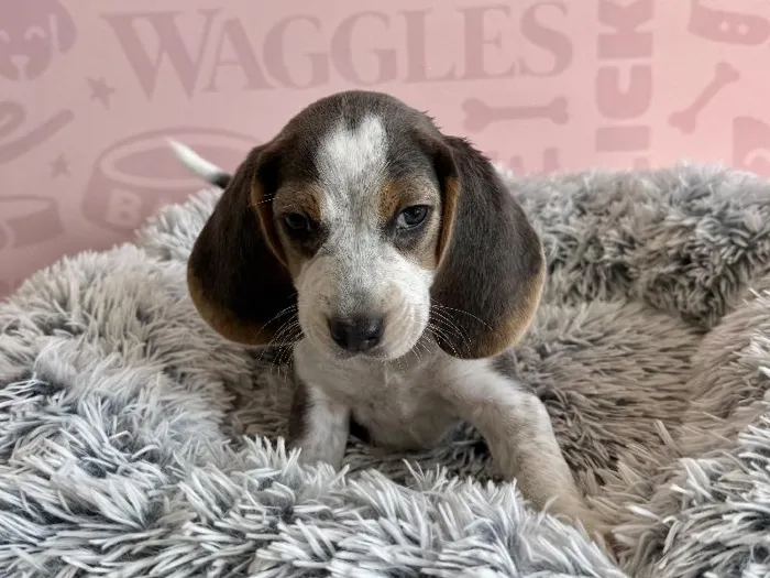 Female Beagle puppy named Latte for sale at Waggles - Kendall.