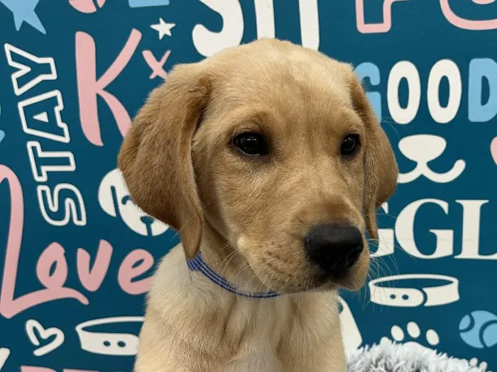 Male Labrador Retriever puppy named Clover for sale at Waggles - Kendall.