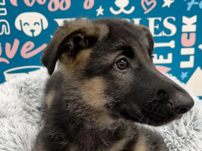 Male German Shepherd puppy named Cosmo for sale at Waggles - Kendall.
