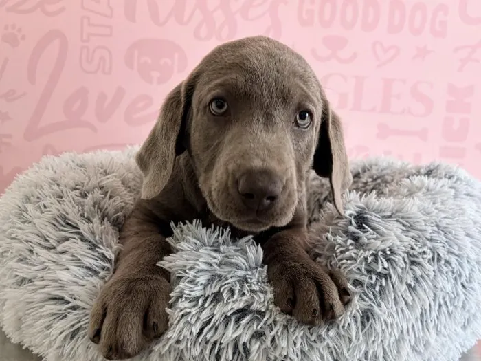 Female Labrador Retriever puppy named Willow for sale at Waggles - Kendall.
