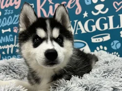 Male Siberian Husky puppy named Alaska for sale at Waggles - Kendall.