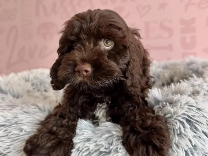 Female Cockapoo puppy named Mocca for sale at Waggles - Kendall.