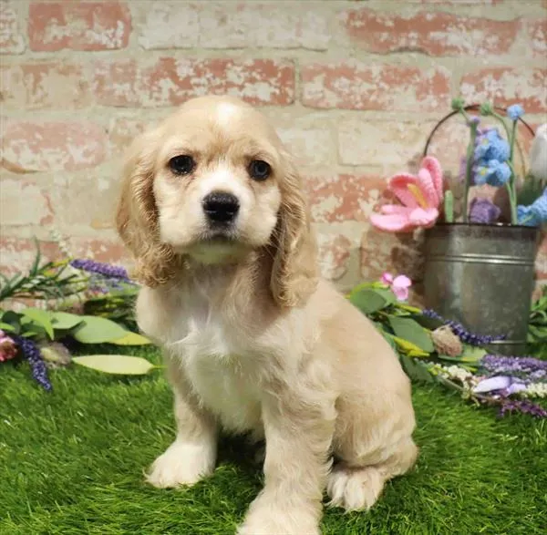 Male Cocker Spaniel puppy named Kitkat for sale at Waggles - Kendall.