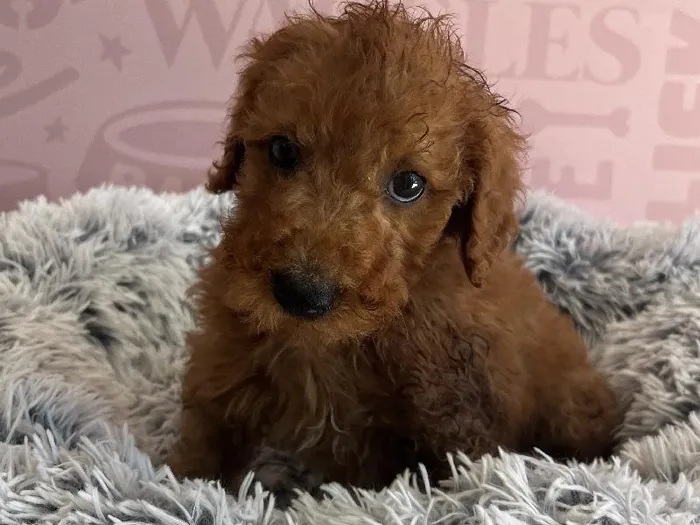 Male Mini Goldendoodle 2Nd Gen puppy named Dusty for sale at Waggles - Kendall.