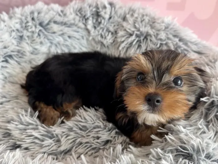 Male Yorkie puppy named Forky for sale at Waggles - Kendall.
