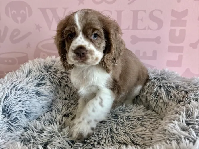 Male Cocker Spaniel puppy named Maui for sale at Waggles - Kendall.