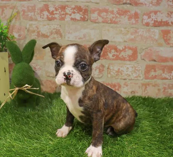Male Boston Terrier puppy named Ollie for sale at Waggles - Kendall.