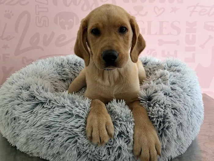 Male Labrador Retriever puppy named Clover for sale at Waggles - Kendall.