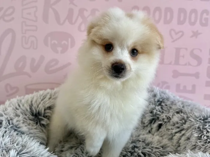 Female Pomeranian puppy named Pina Colada for sale at Waggles - Kendall.