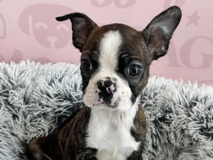 Male Boston Terrier puppy named Ollie for sale at Waggles - Kendall.