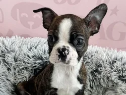 Male Boston Terrier puppy named Ollie for sale at Waggles - Kendall.