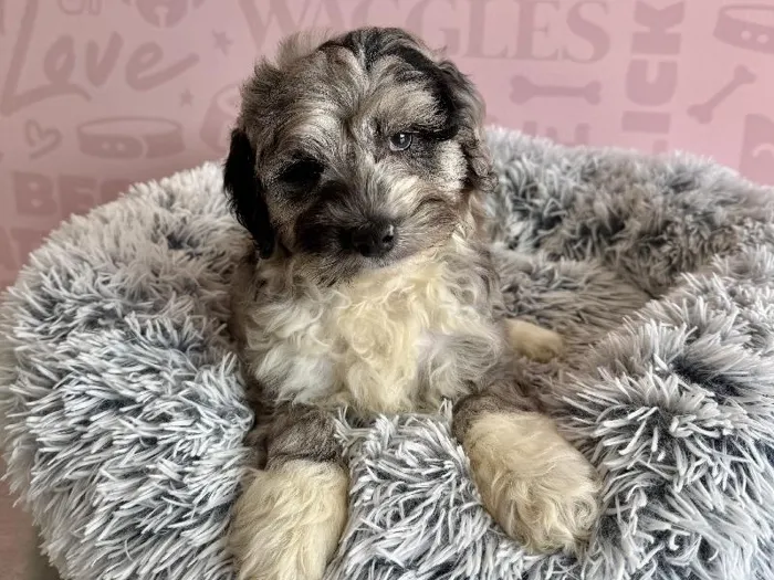 Male Mini Aussiedoodle puppy named Cookies N' Cream for sale at Waggles - Kendall.