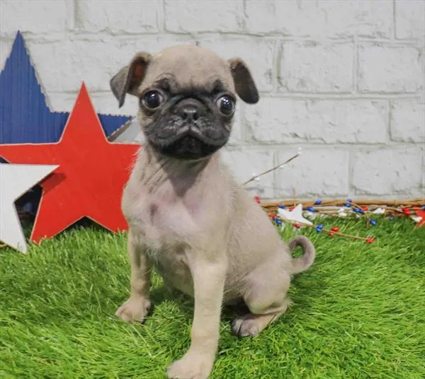Female Pug puppy named Betty Boo for sale at Waggles - Kendall.