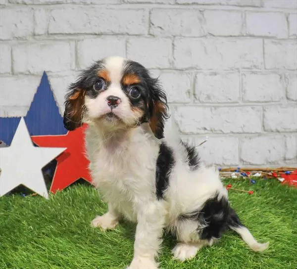 Female Cavalier King Charles Spaniel puppy named Cassie for sale at Waggles - Kendall.