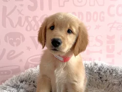 Female Golden Retriever puppy named Tulip for sale at Waggles - Kendall.