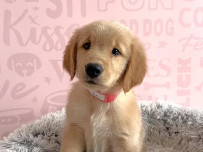 Female Golden Retriever puppy named Tulip for sale at Waggles - Kendall.