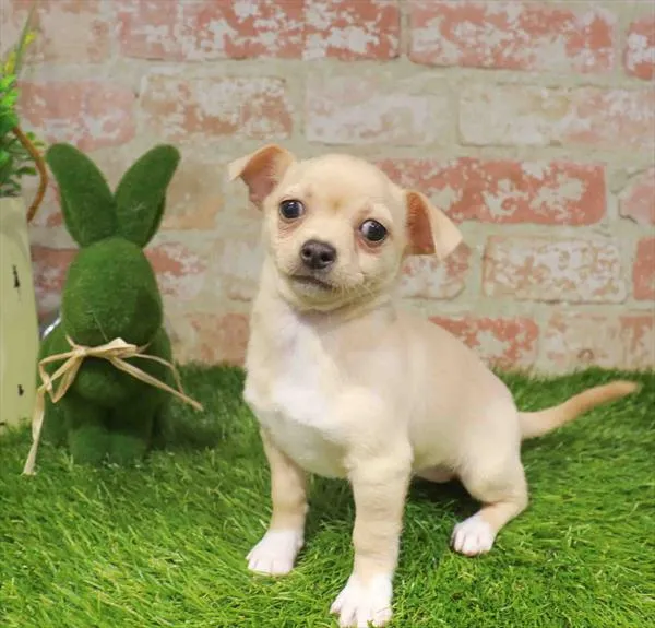 Female Chihuahua puppy named Pretzel for sale at Waggles - Kendall.