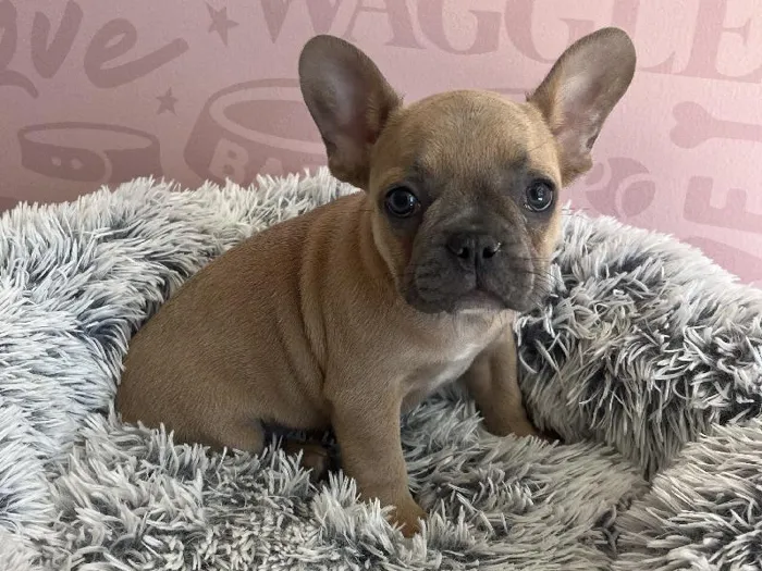 Female French Bulldog puppy named Gigi for sale at Waggles - Kendall.